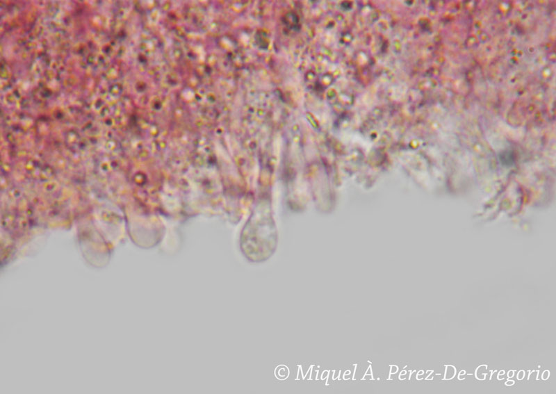 Phlebia ??
